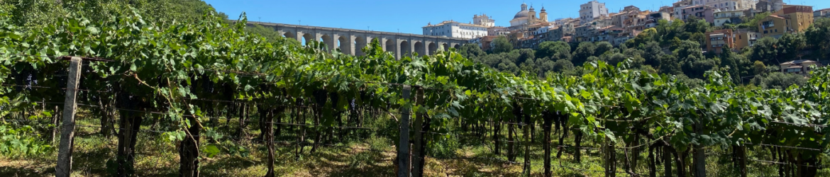 RomanWines